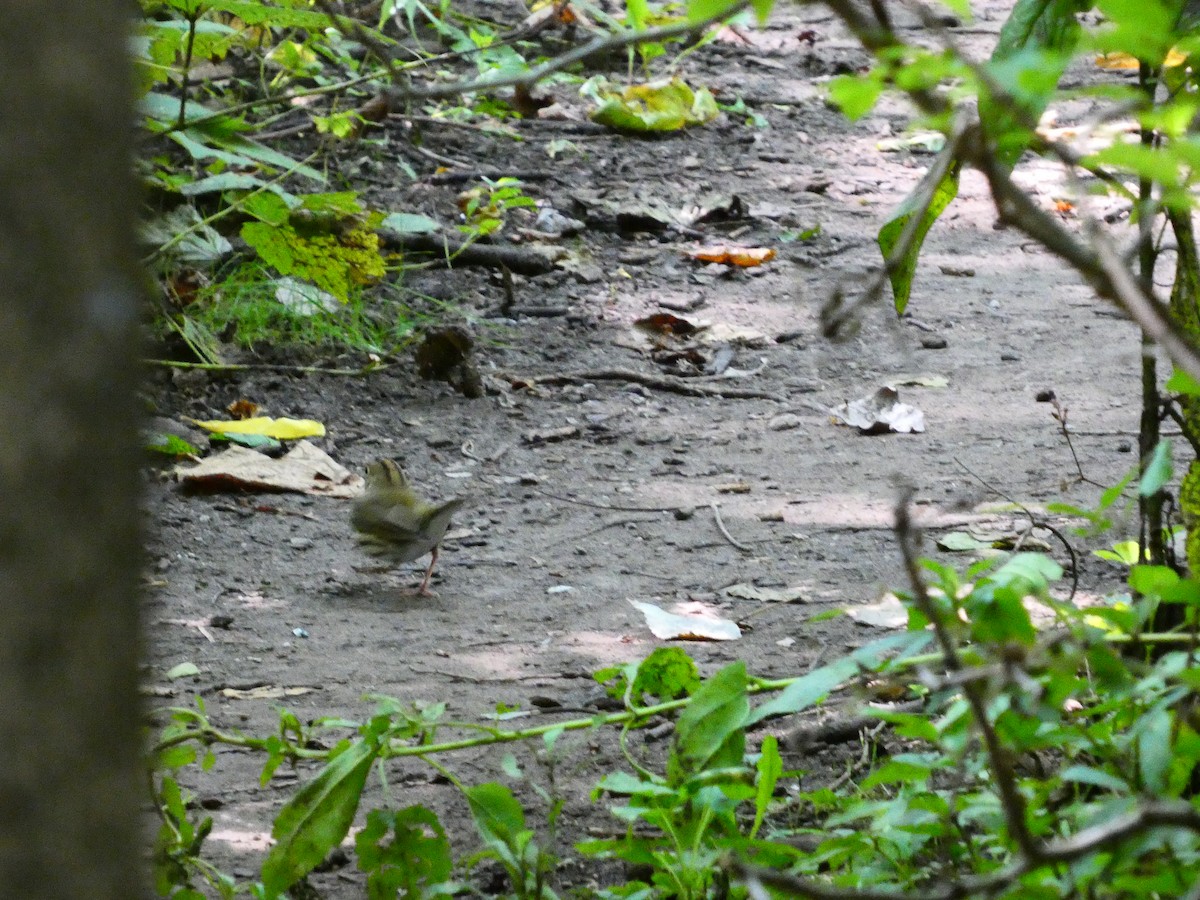 Ovenbird - ML641561297