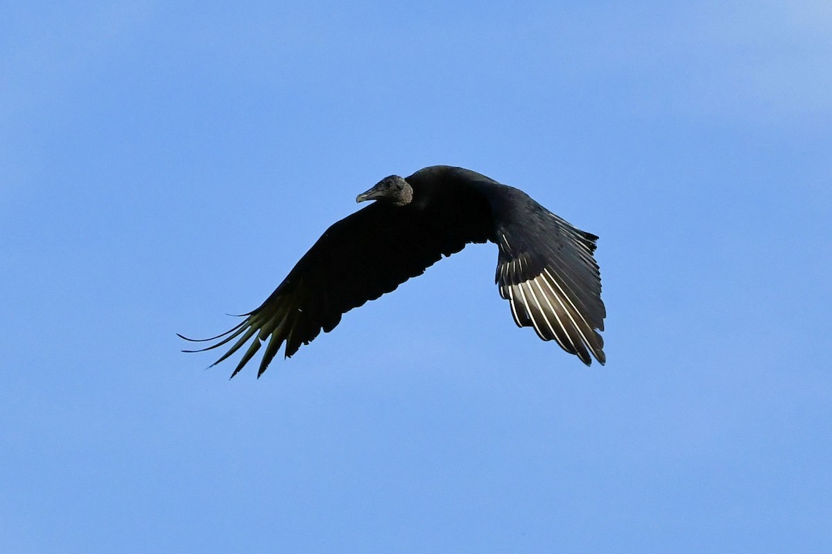 Turkey Vulture (Northern) - ML641561300