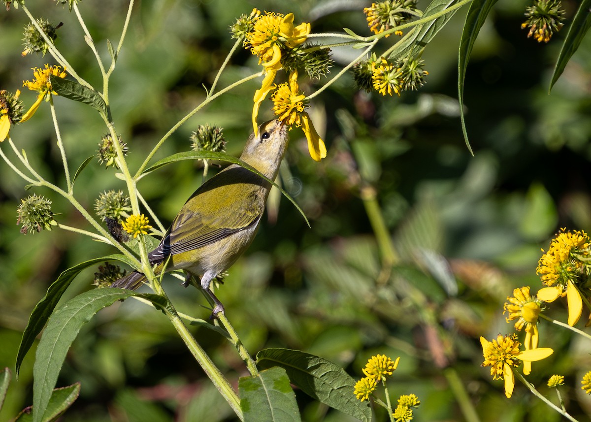 Tennessee Warbler - ML641561302