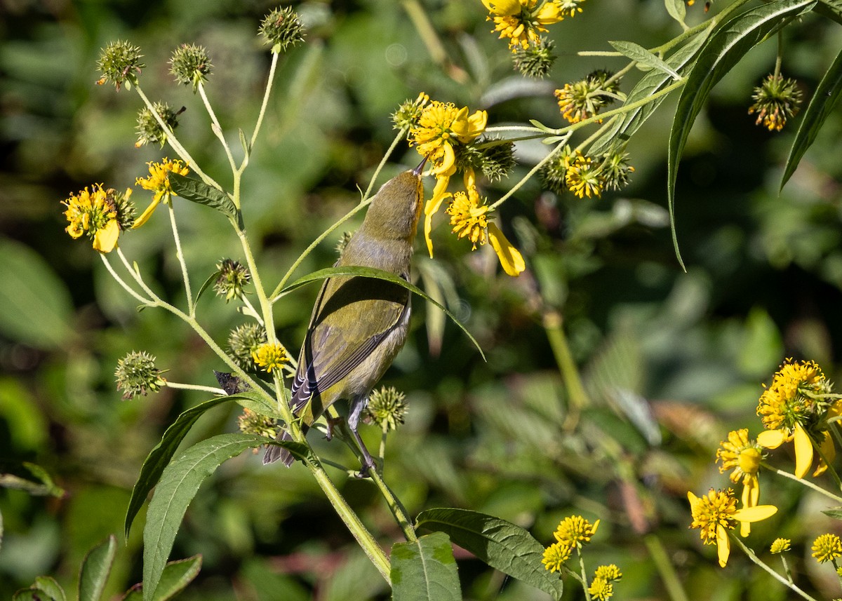 Tennessee Warbler - ML641561303
