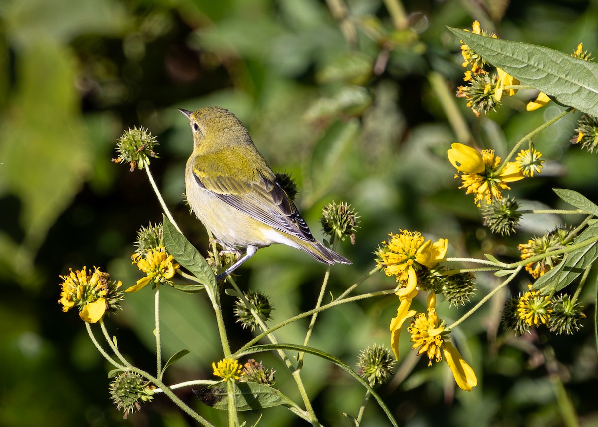 Tennessee Warbler - ML641561304