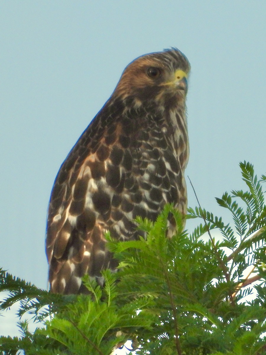 Red-shouldered Hawk - ML641561309