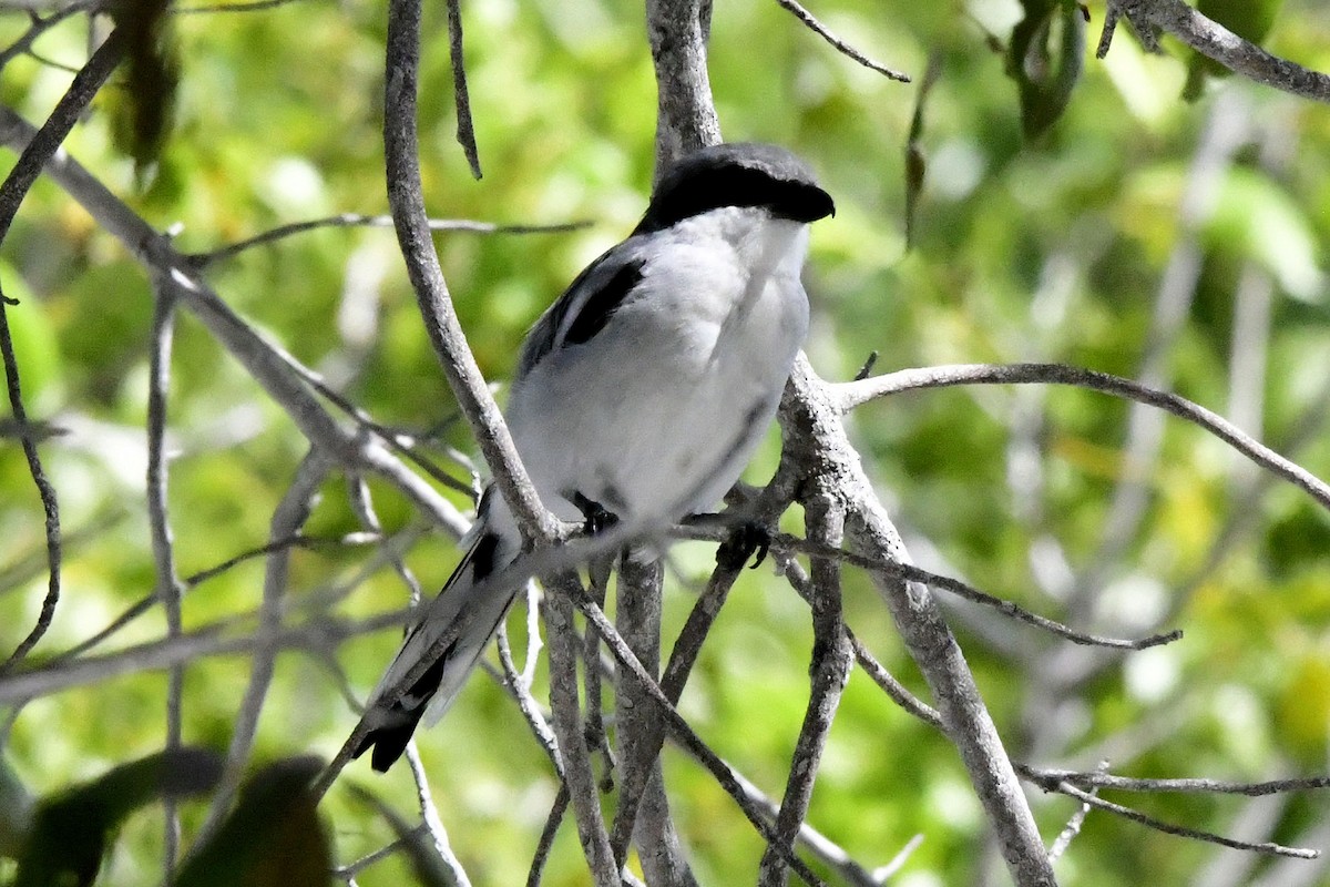 Loggerhead Shrike - ML641561311