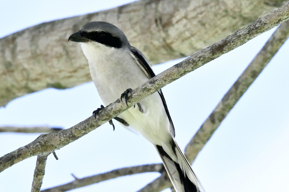 Loggerhead Shrike - ML641561312