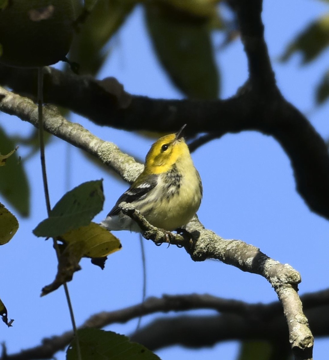 Black-throated Green Warbler - ML641561313