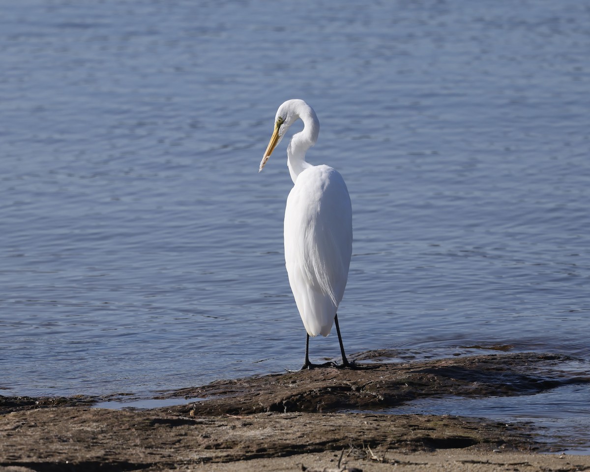 Great Egret - ML641561315