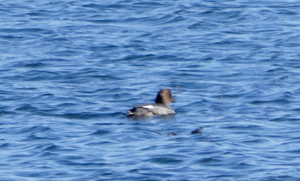 Common Goldeneye - ML641561322