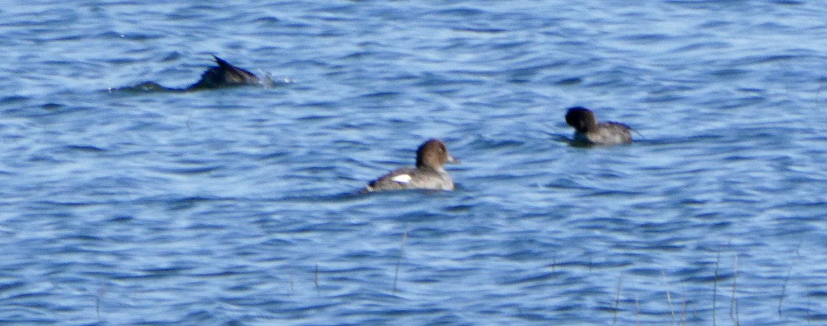 Common Goldeneye - ML641561323