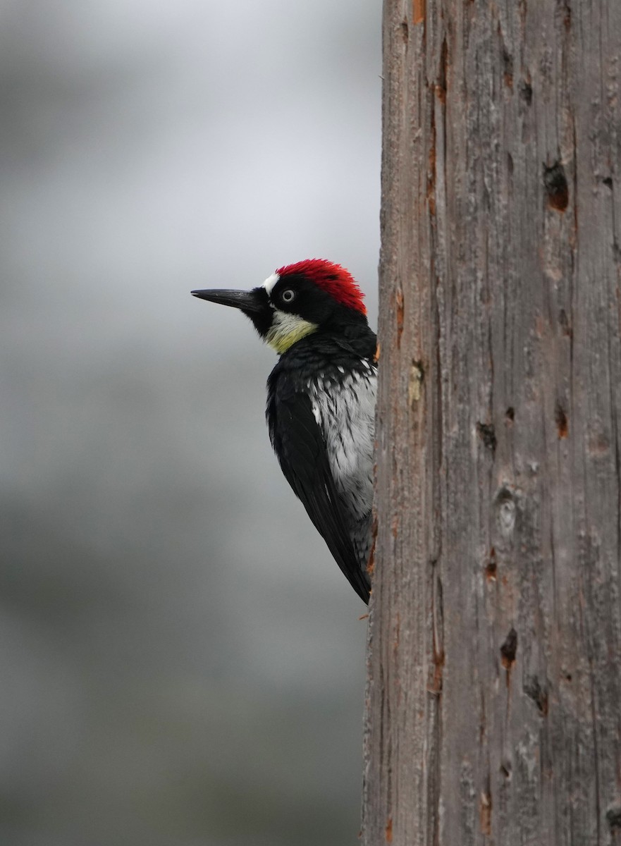 Acorn Woodpecker - ML641561325