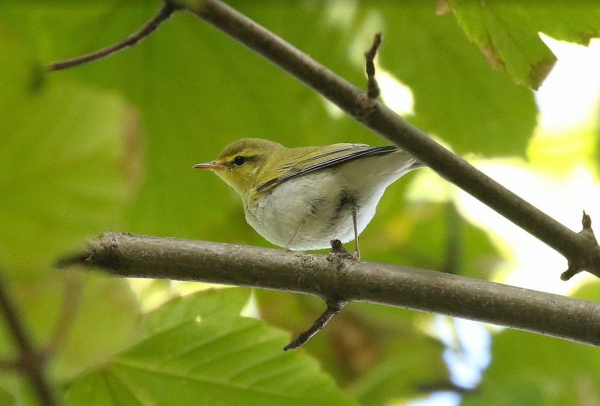 Wood Warbler - ML641561340