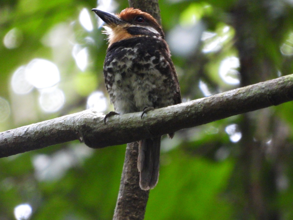 Fleckenfaulvogel - ML641561345