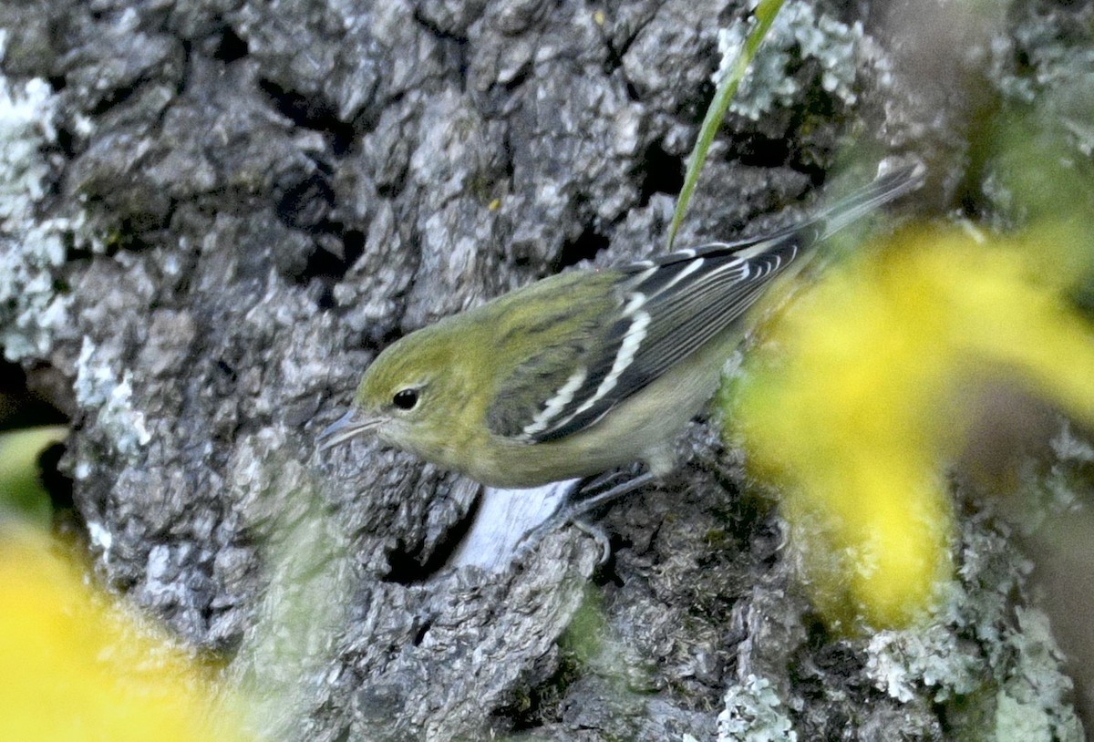 Braunkehl-Waldsänger - ML641561348