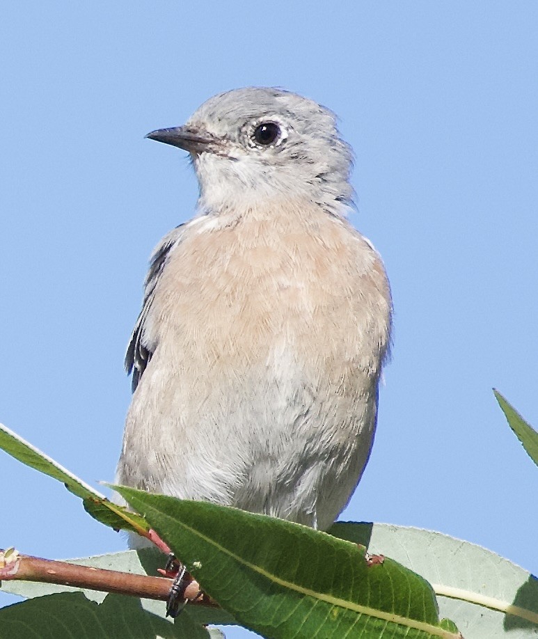 Blaukehl-Hüttensänger - ML641561349