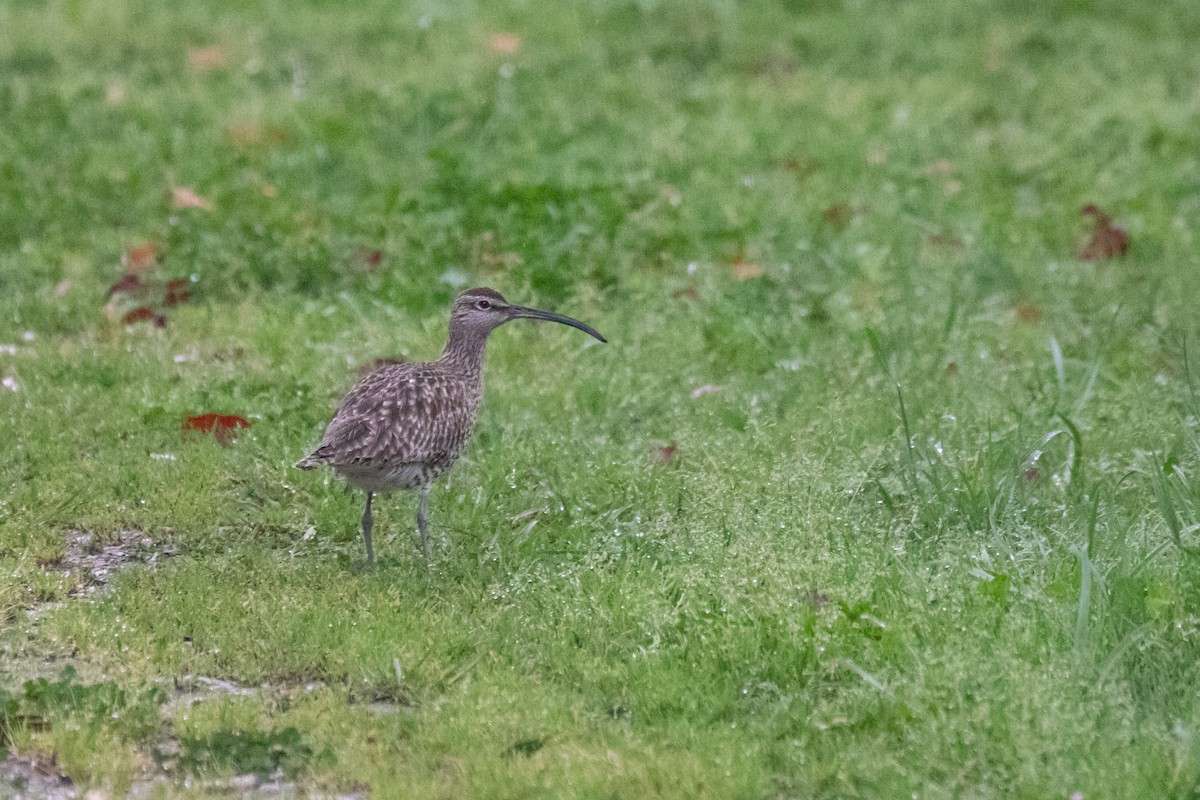Regenbrachvogel - ML641561355