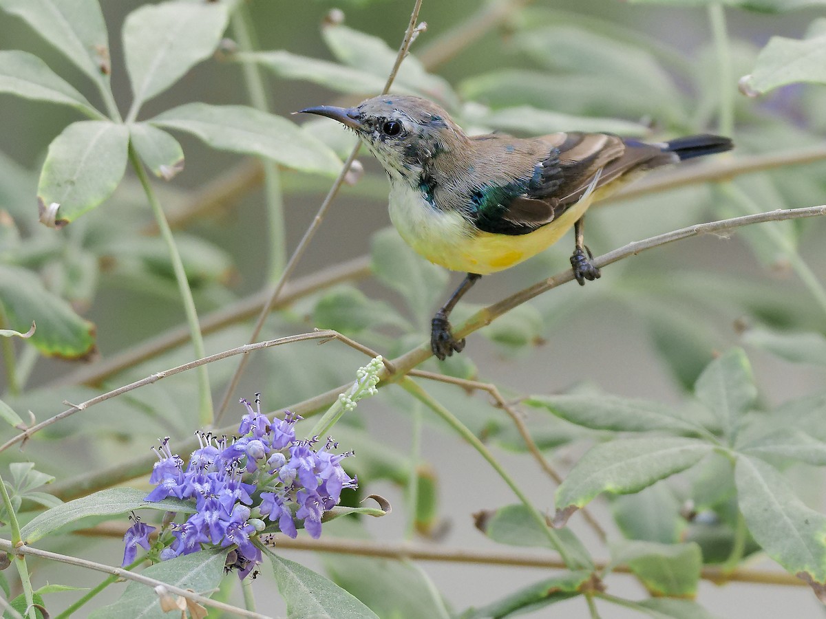 Erznektarvogel - ML641561363