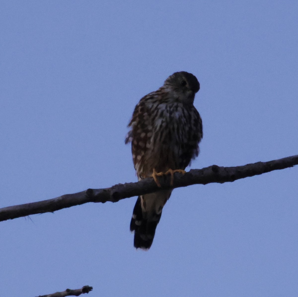Merlin - ML641561390