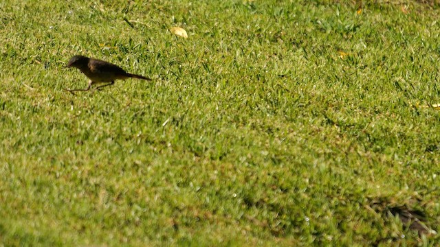 Cape Robin-Chat - ML641561397