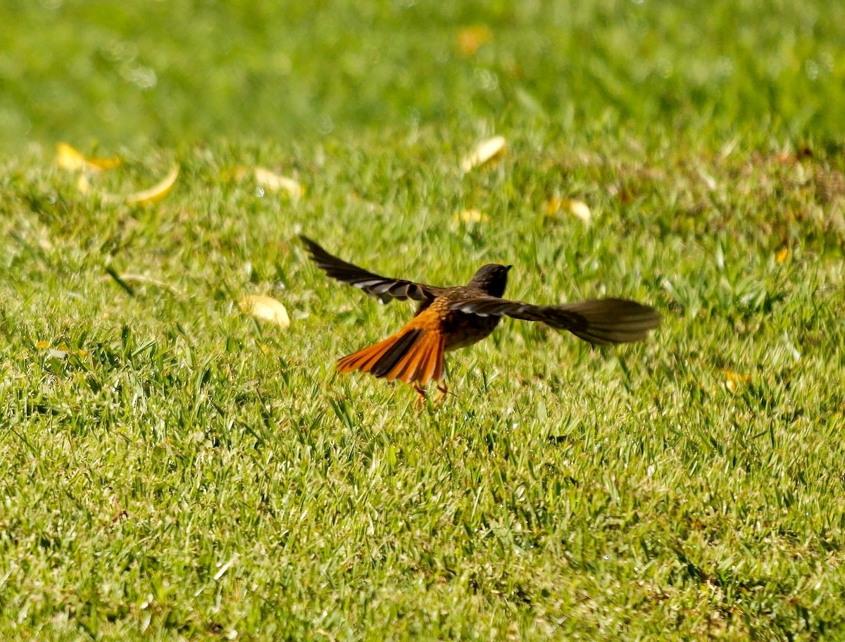 Cape Robin-Chat - ML641561475