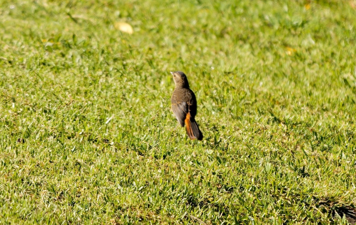 Cape Robin-Chat - ML641561476