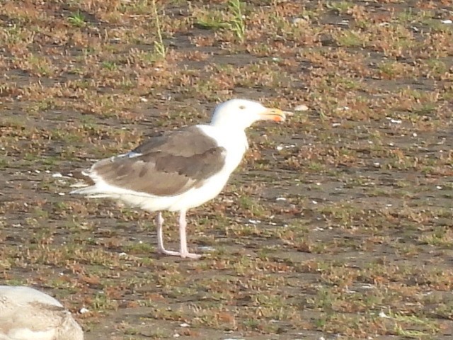 Lesser Black-backed Gull - ML641561490