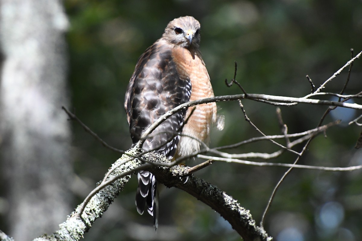 Red-shouldered Hawk - ML641561505