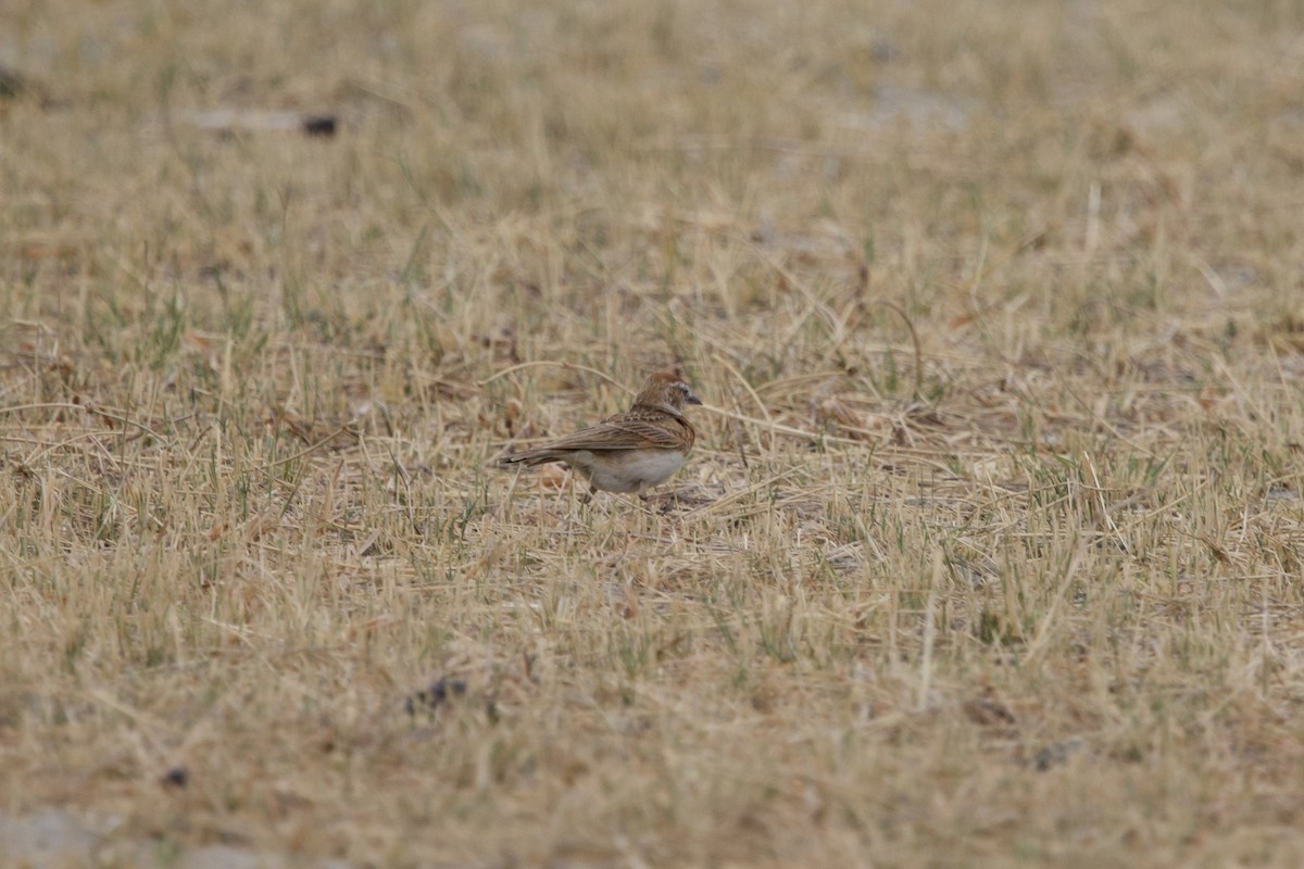 アフリカヒメコウテンシ - ML641561514