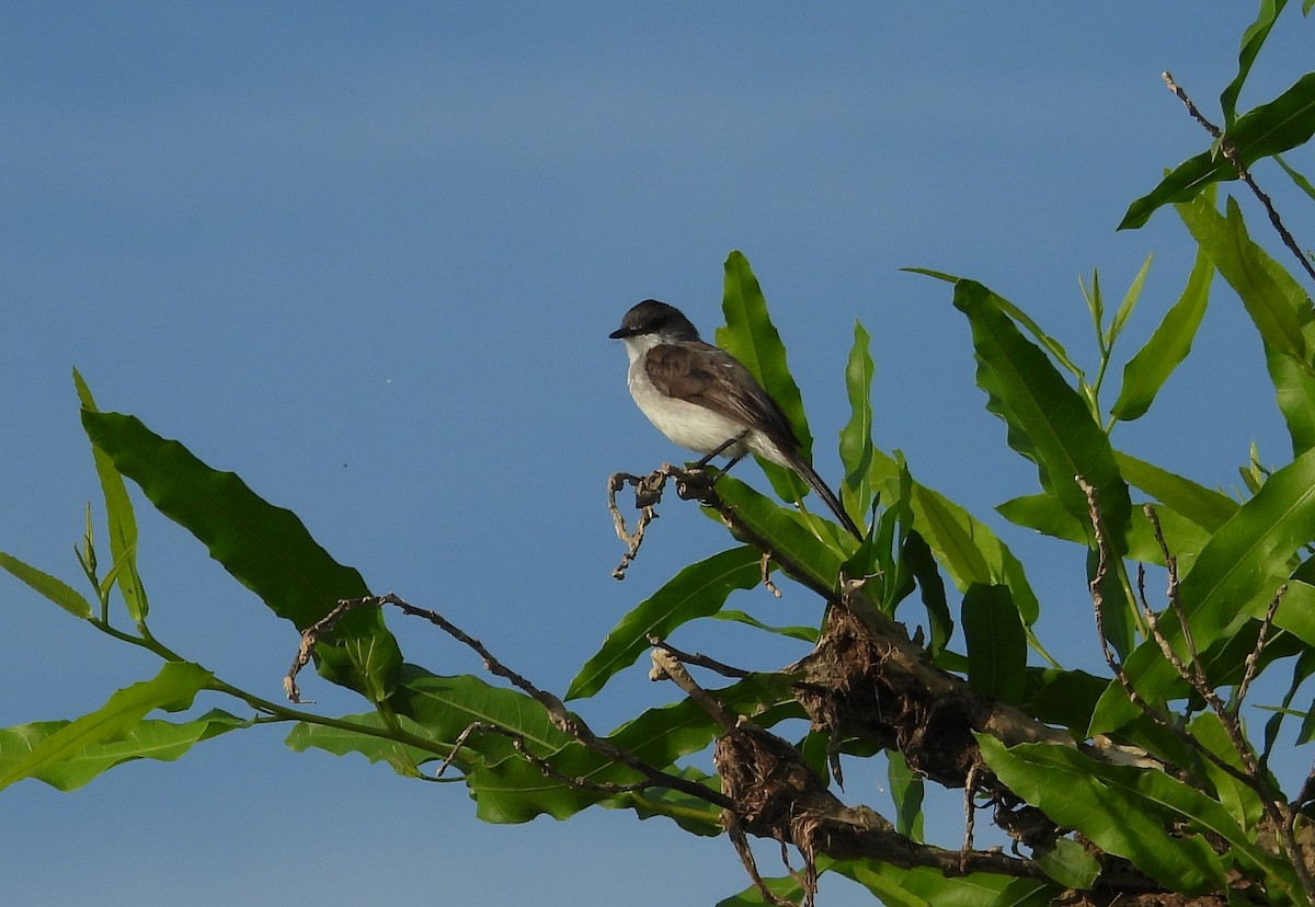 River Tyrannulet - ML641561536