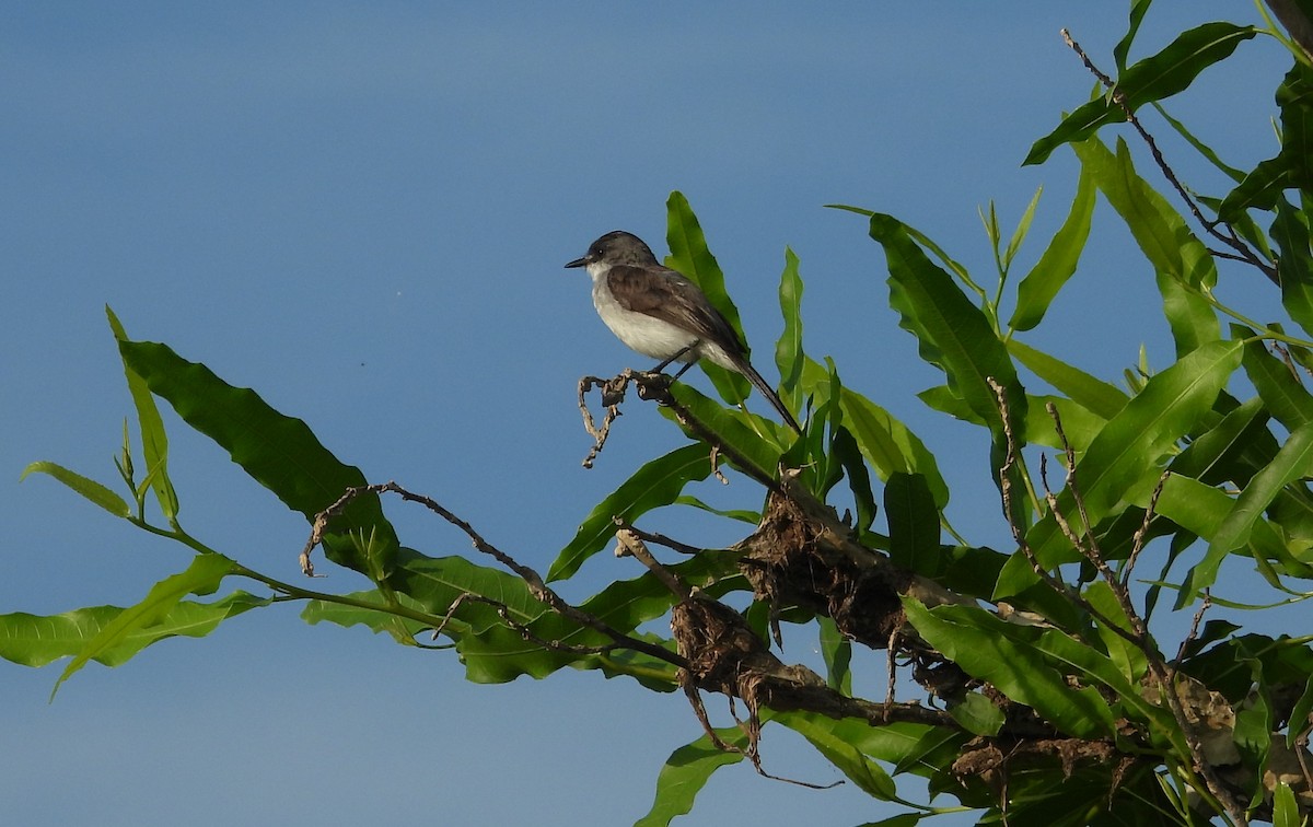 River Tyrannulet - ML641561537