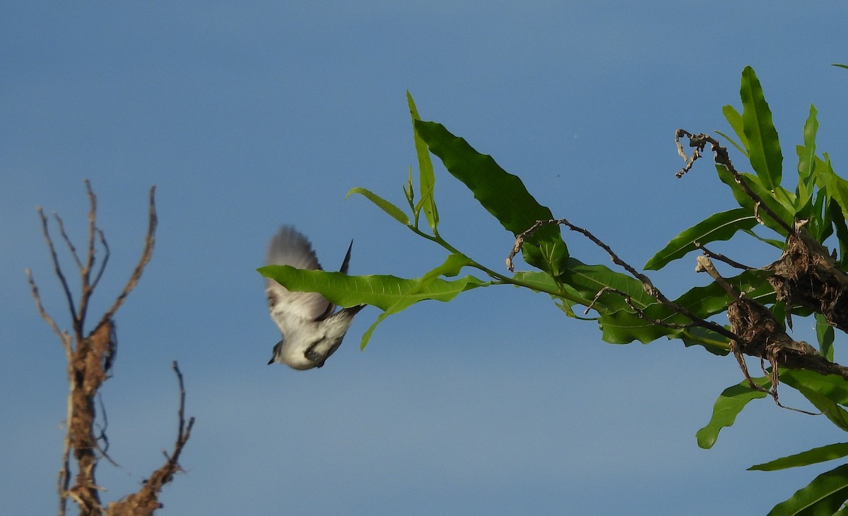 River Tyrannulet - ML641561539