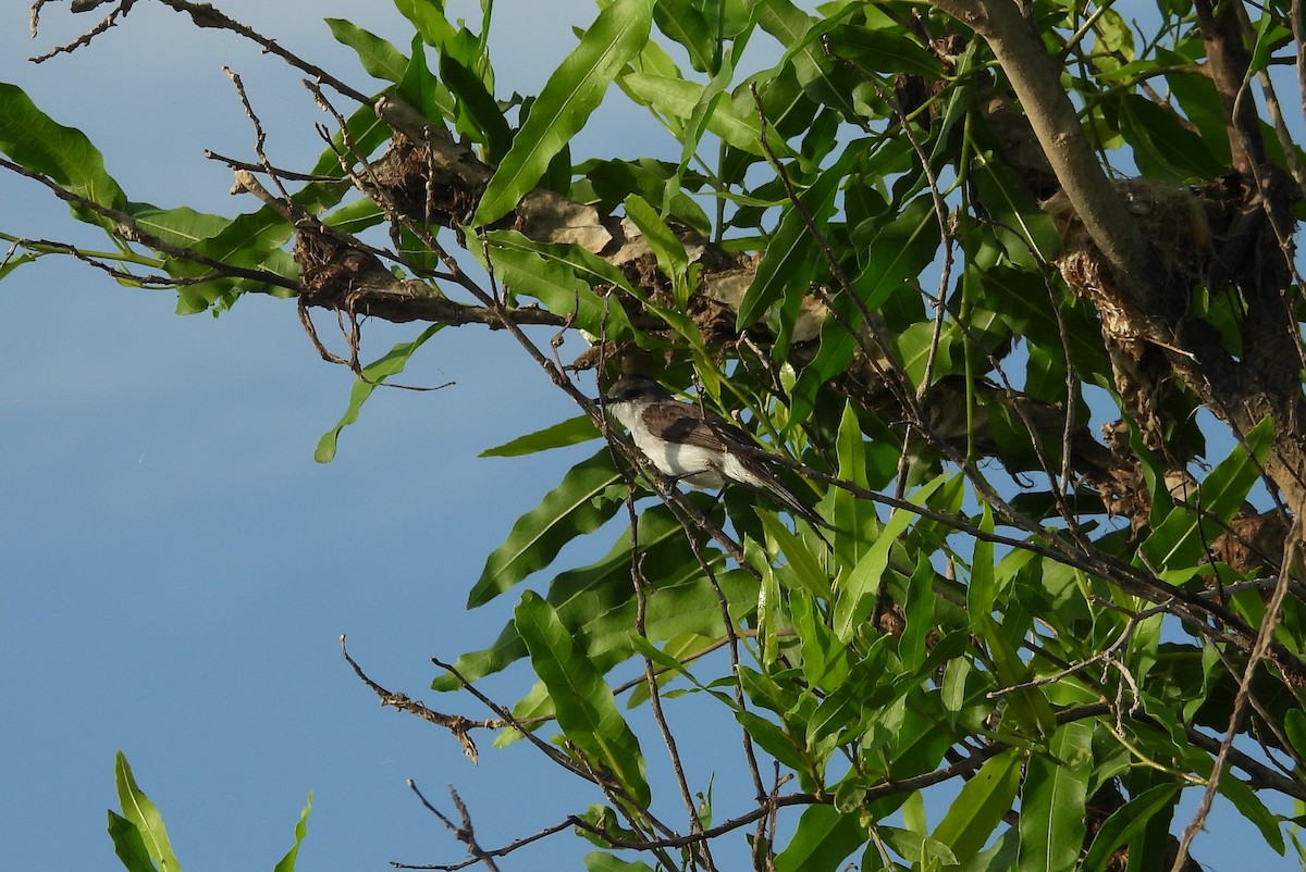 River Tyrannulet - ML641561540