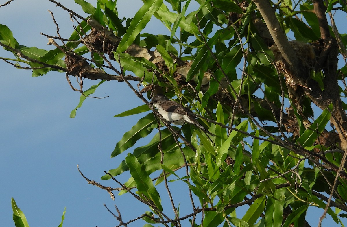 River Tyrannulet - ML641561541