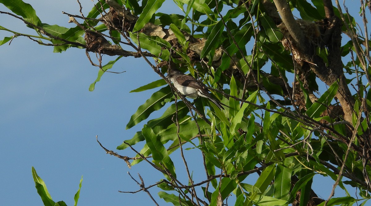 River Tyrannulet - ML641561542