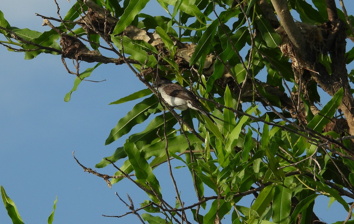 River Tyrannulet - ML641561543