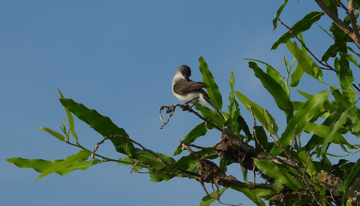River Tyrannulet - ML641561544