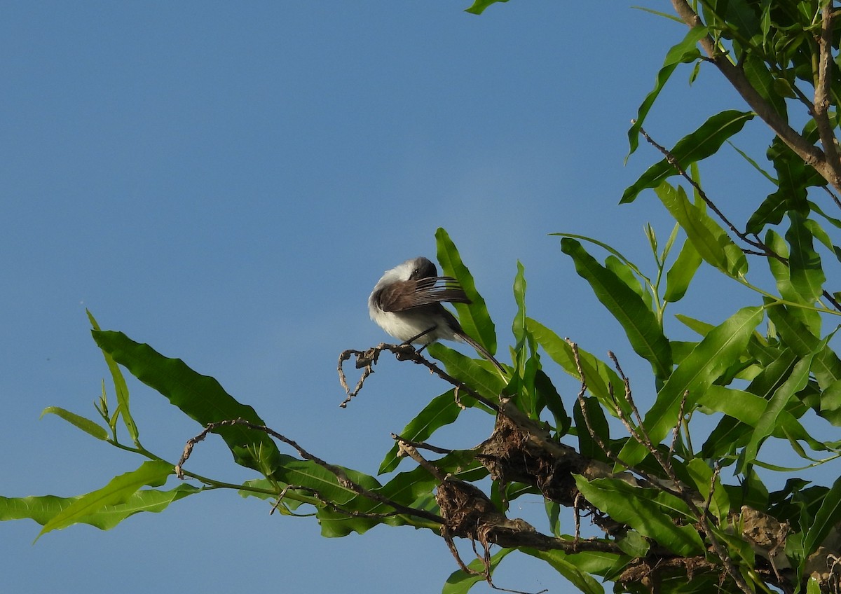 River Tyrannulet - ML641561545