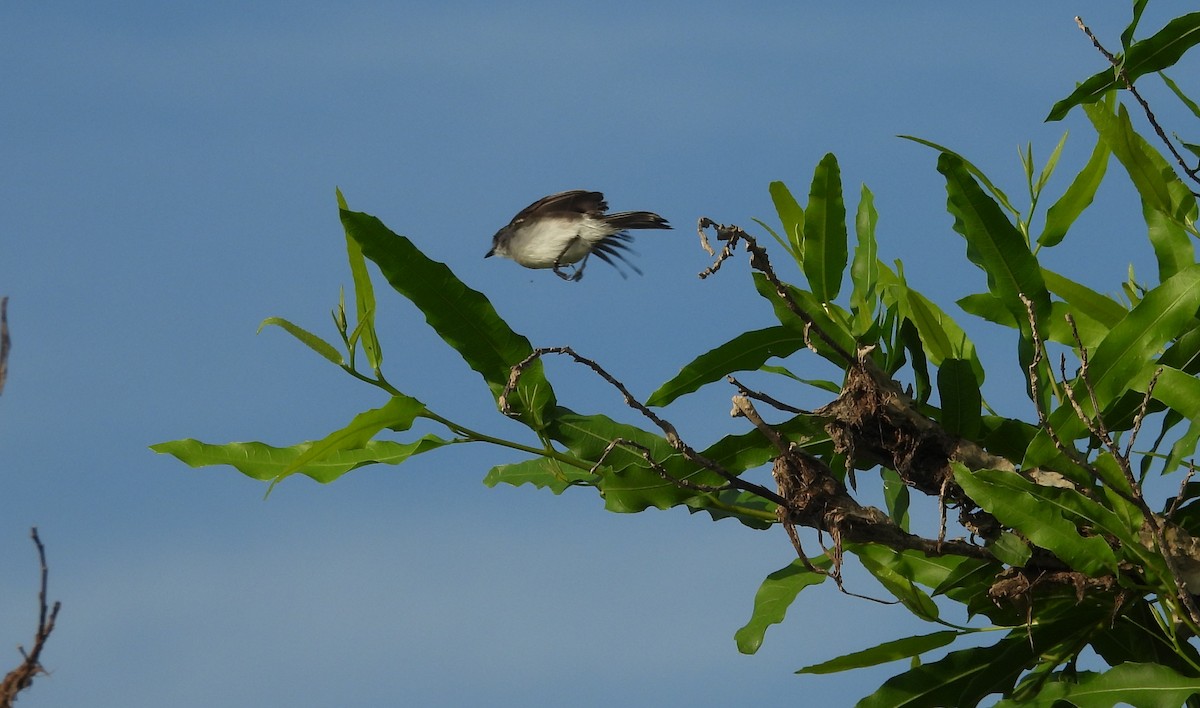 River Tyrannulet - ML641561546
