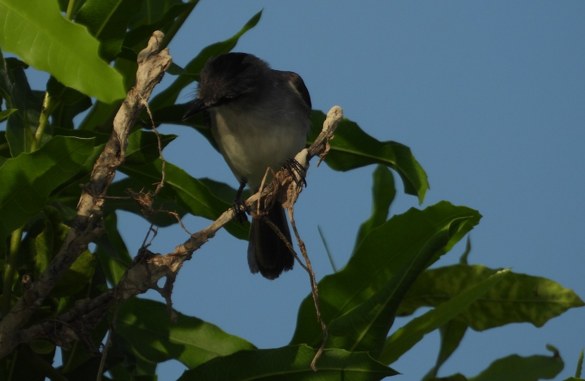 River Tyrannulet - ML641561547