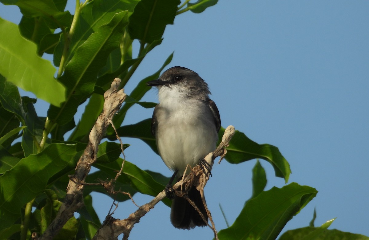 River Tyrannulet - ML641561548