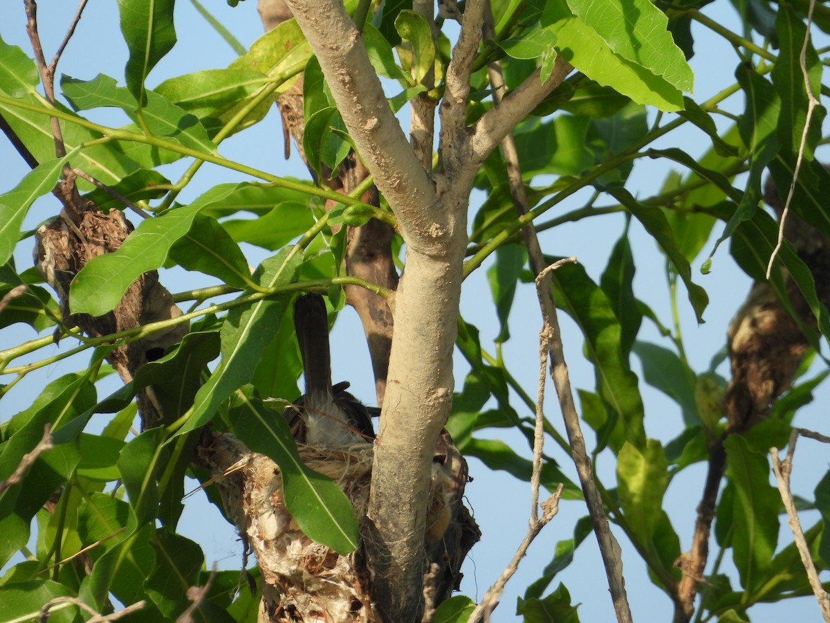 River Tyrannulet - ML641561551