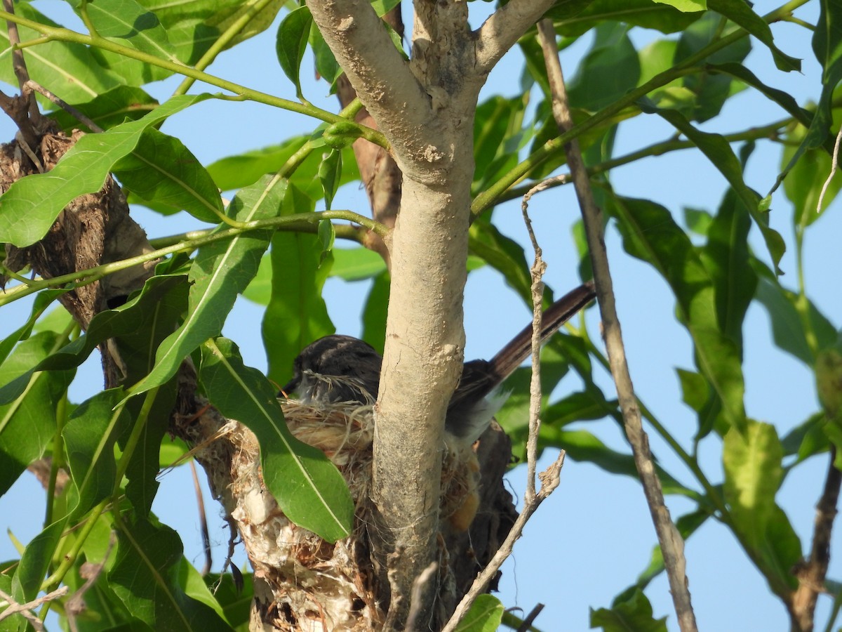 River Tyrannulet - ML641561552