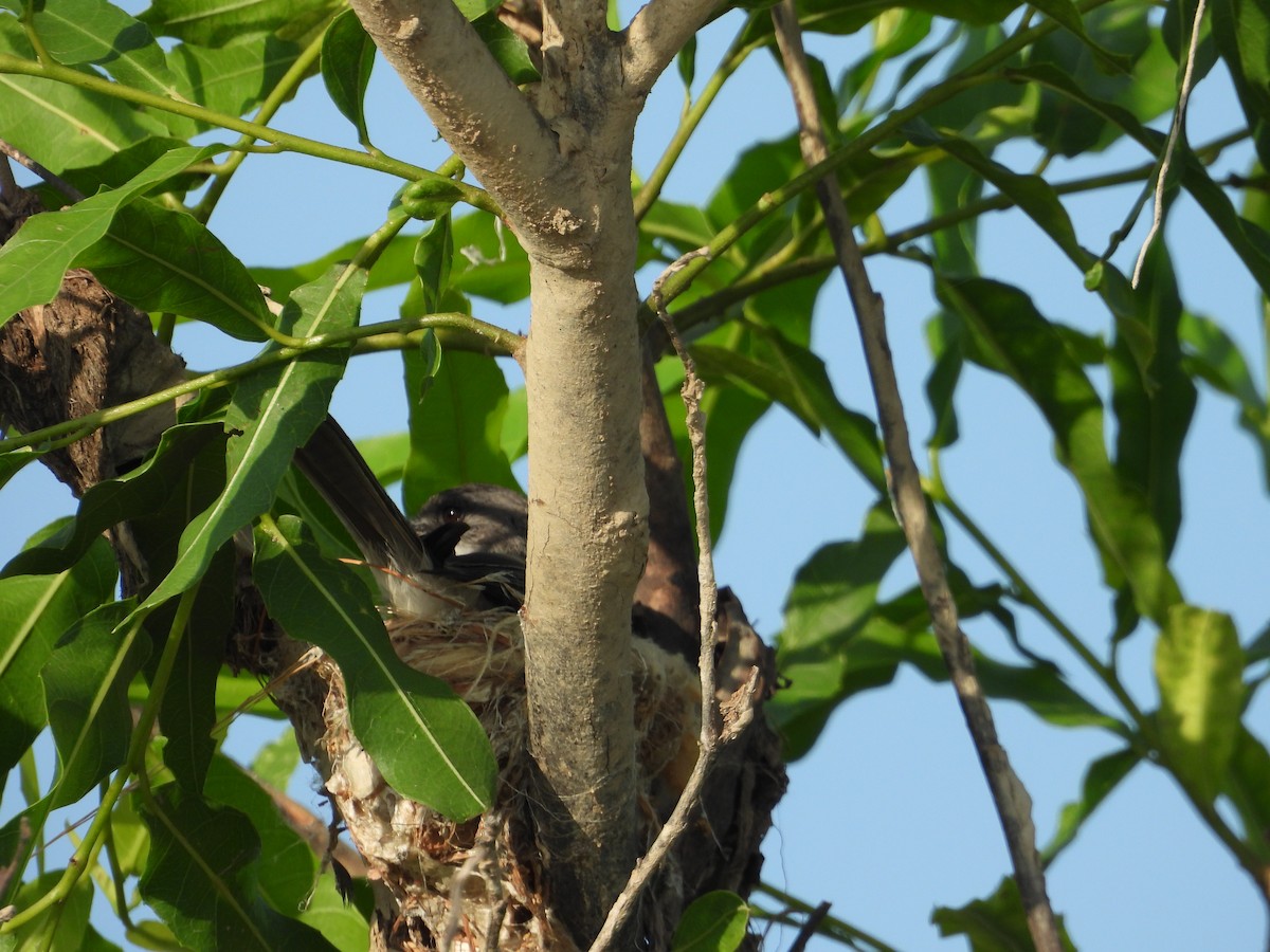 River Tyrannulet - ML641561553