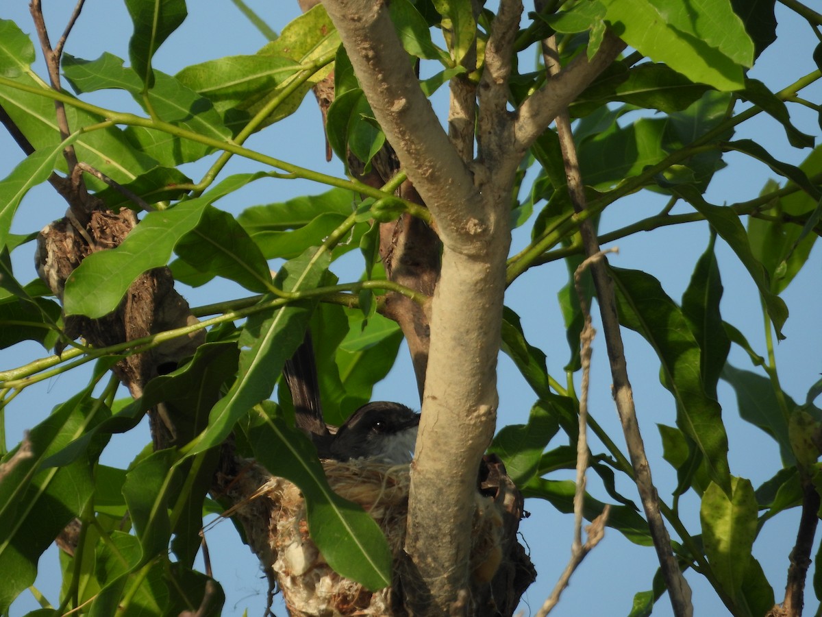 River Tyrannulet - ML641561554