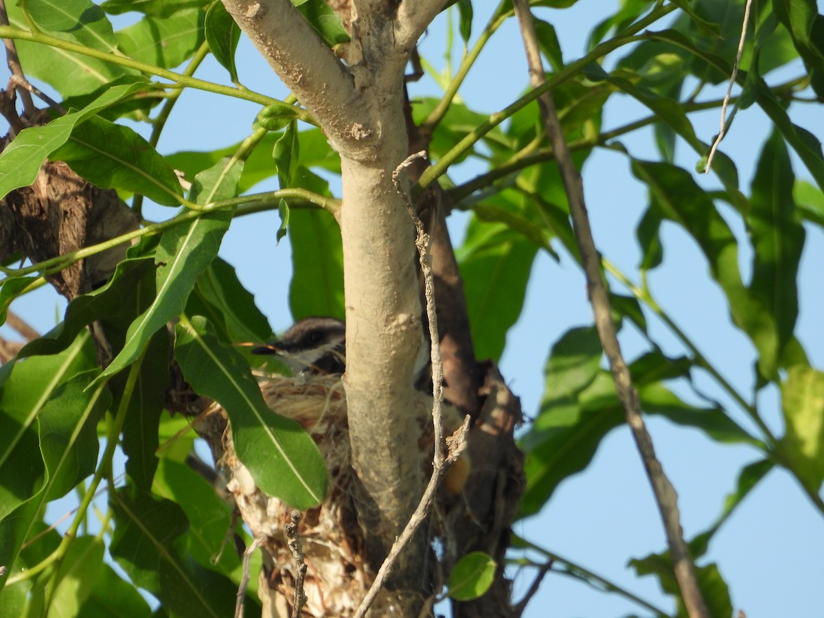 River Tyrannulet - ML641561555