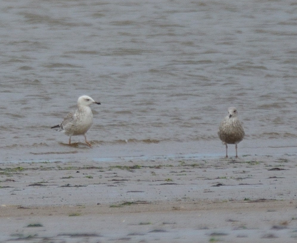 Caspian Gull - ML641561641