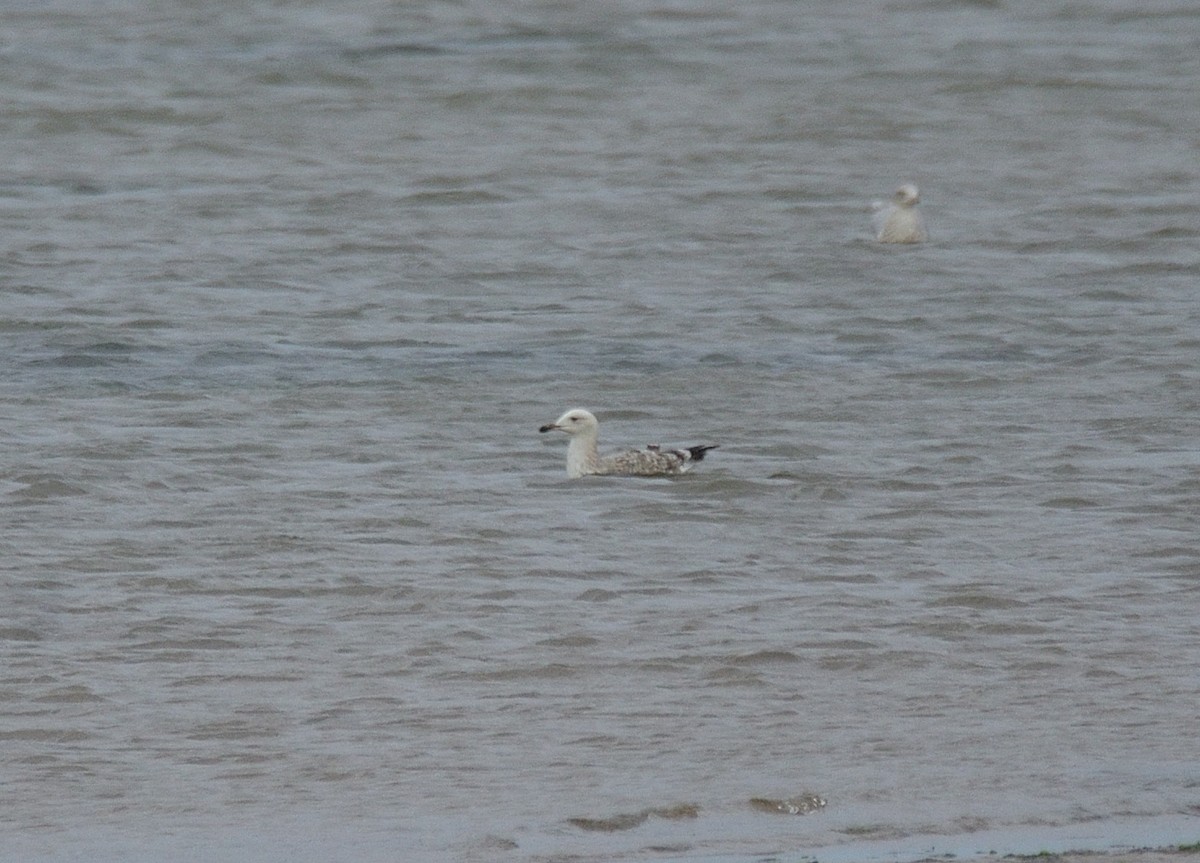 Caspian Gull - ML641561642