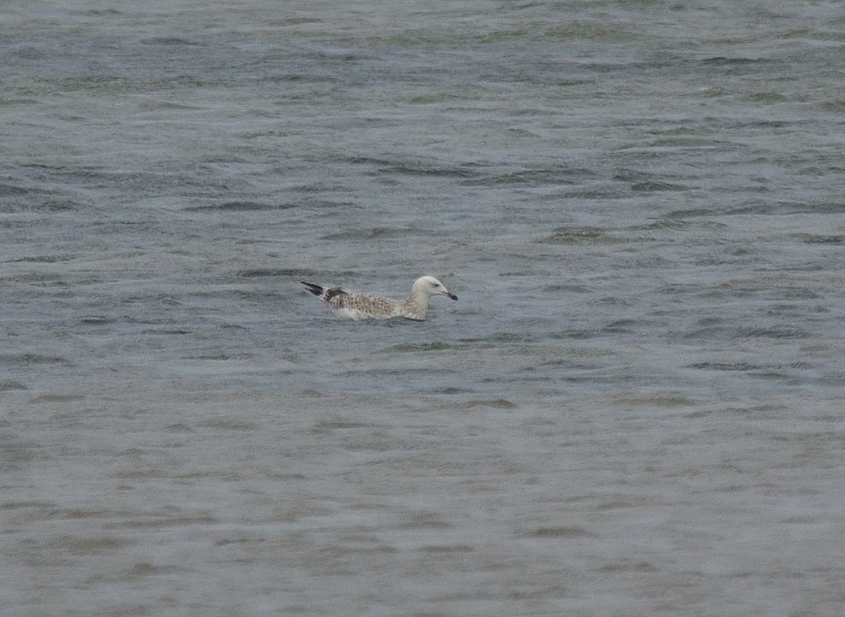 Caspian Gull - ML641561643