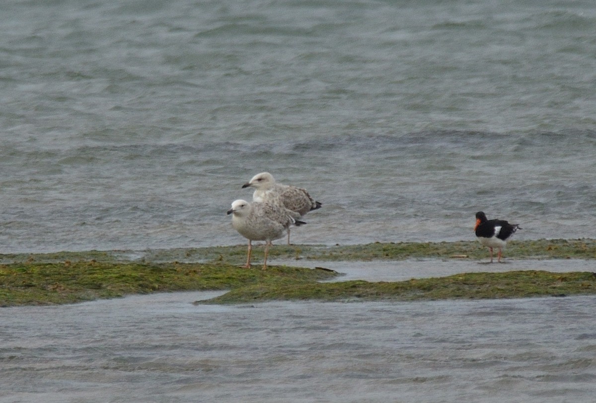 Caspian Gull - ML641561644