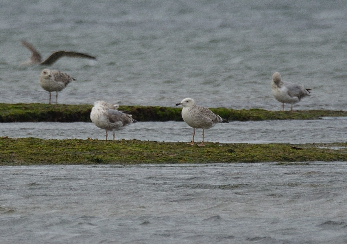 Caspian Gull - ML641561645