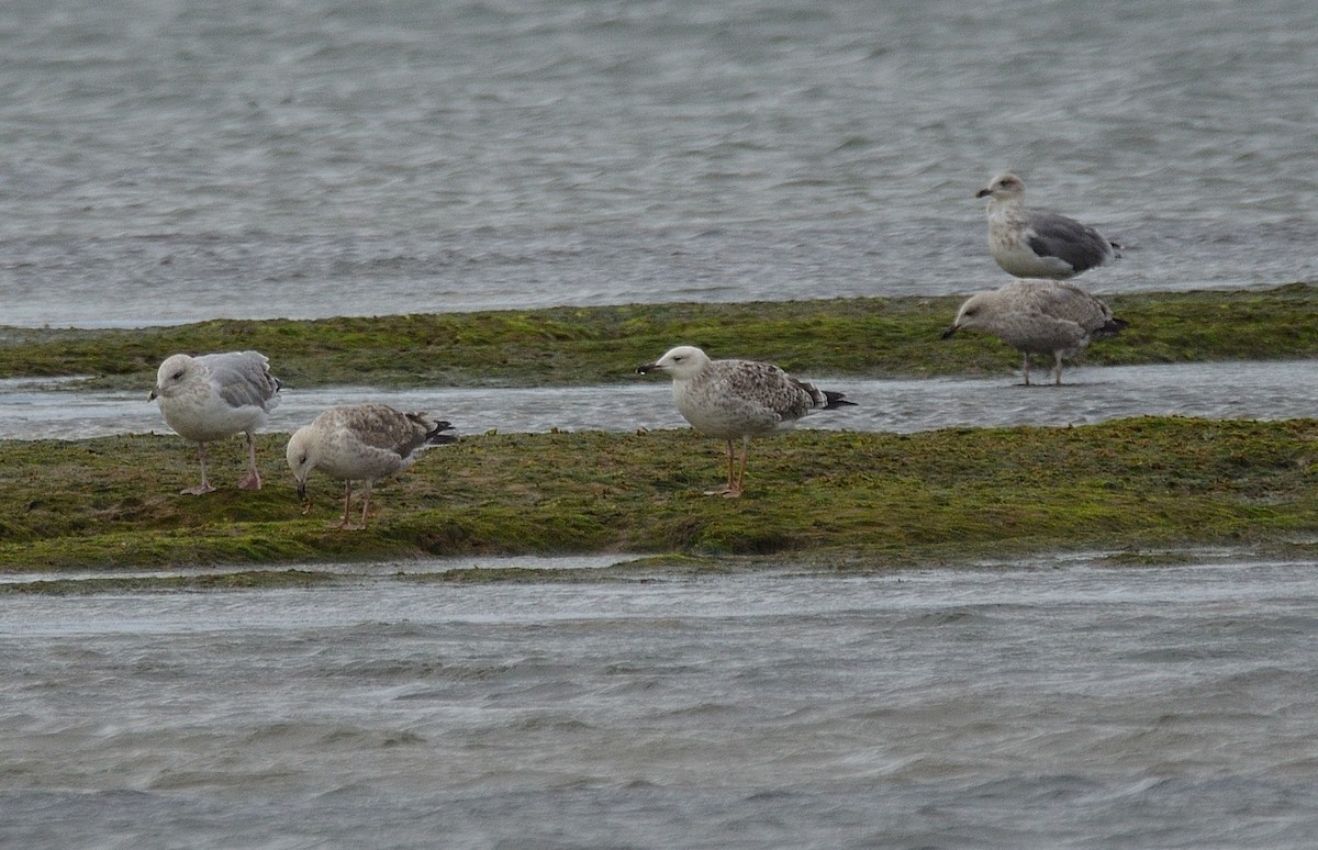 Caspian Gull - ML641561646