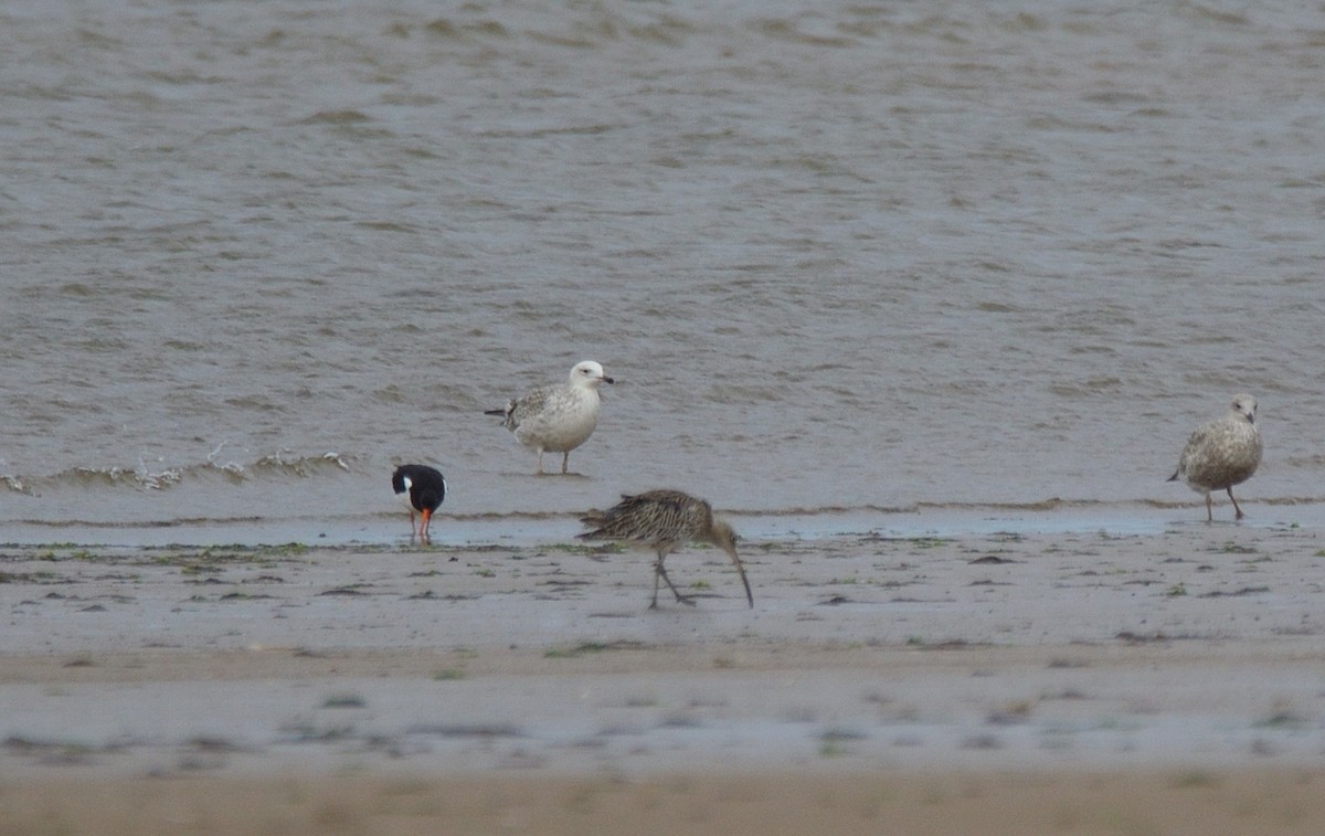 Caspian Gull - ML641561647